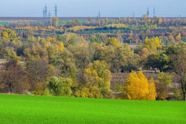 Herbstlandschaft. grünes junges Weizengetreide von Wintergetreide, das in den Auen des Flusses gesät wird. Grünes Feld mit Weizen, trockenes Gras in der Schlucht - Foto, Bild