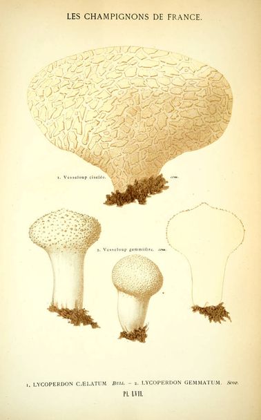 Ilustração de cogumelos. Imagem antiga
 - Foto, Imagem