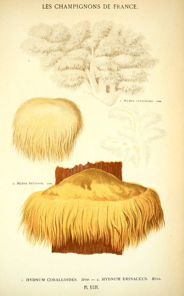 Illustration of mushrooms. Old image - Photo, Image