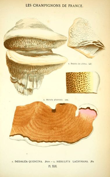 Sienien havainnollistaminen. Vanha kuva
 - Valokuva, kuva