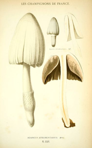 Иллюстрация грибов. Старое изображение
 - Фото, изображение