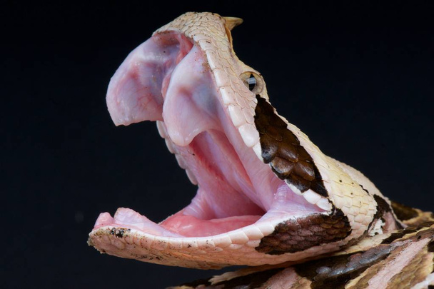 Pochodzi z Afryki Zachodniej viper (Bitis gabonica nosorożec) - Zdjęcie, obraz