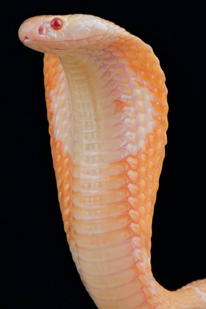 einfarbige Kobra (naja kaouthia) albino - Foto, Bild