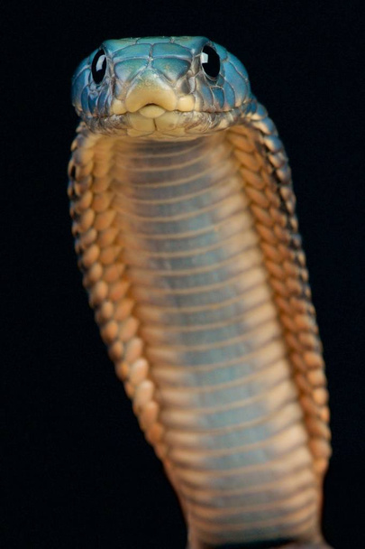 Cobra araba (Naja arabica
) - Foto, immagini