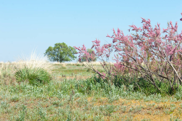 Estepa. árboles de primavera en el desierto. Tamariske
 - Foto, Imagen