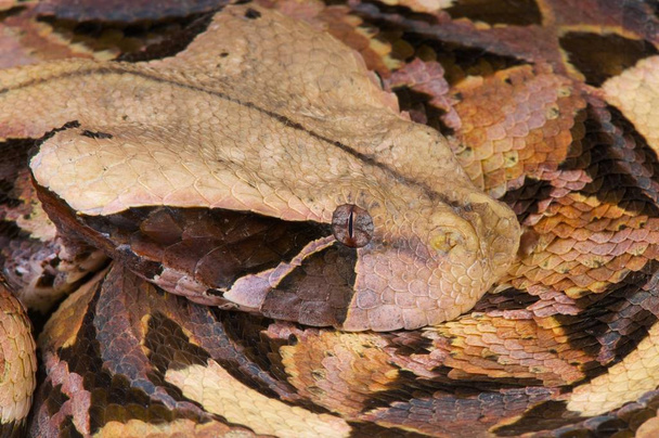 Gabonin kyykäärme (Bitis gabonica)
) - Valokuva, kuva