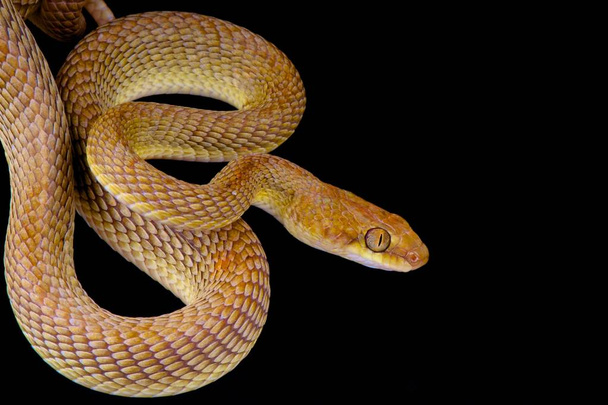 Serpent arabe (Telescopus dhara)
) - Photo, image