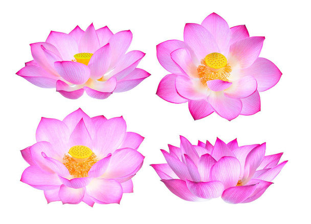 Flor de loto aislada sobre fondo blanco - Foto, imagen