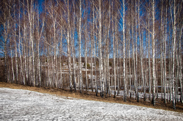 Birkenwald im Frühjahr. Vorfrühlingswald. die ersten warmen Tage - Foto, Bild