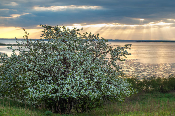 Spring apple blossom river sunset. sunset on a meadow with blooming trees spring scenery.  - Photo, Image