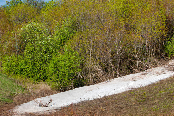 Última nieve, árboles verdes. Una ladera forestal de color verde primavera con el último pedacito de nieve. La última nieve en el bosque de hayas de primavera verde en la colina. Tiempo en abril
. - Foto, imagen