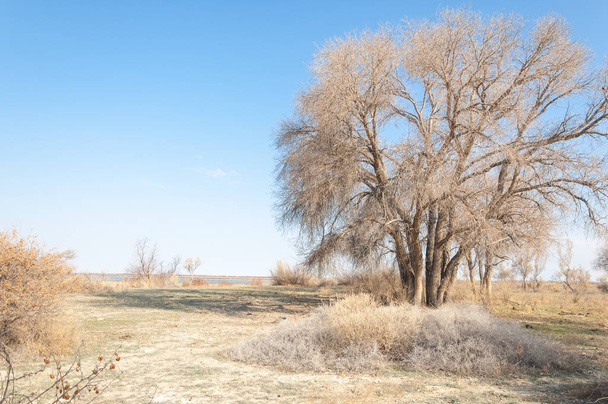 Jarní stepi. Příroda se probouzí po zimě. loňské trávě se stromy v poušti - Fotografie, Obrázek