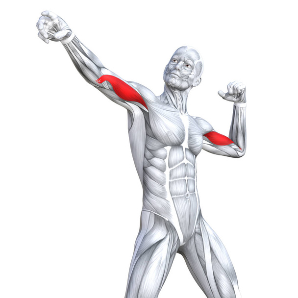 Kavram kavramsal 3d çizim göğüs uygun güçlü insan anatomisi veya anatomik ve jimnastik salonu kas vücut sağlığı tendonlar, abs, biyolojik, fitness tıp kas sistemi ile izole, beyaz arka planı - Fotoğraf, Görsel