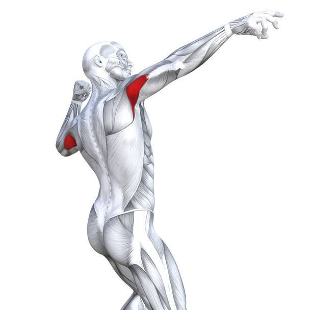 Güçlü insan anatomisi anatomik ve jimnastik salonu kas vücut sağlığı ile biyolojik tendonlar, omurga, fitness tıp kas sistemi için beyaz arka plan izole, kavramı kavramsal 3d çizim triceps uygun - Fotoğraf, Görsel