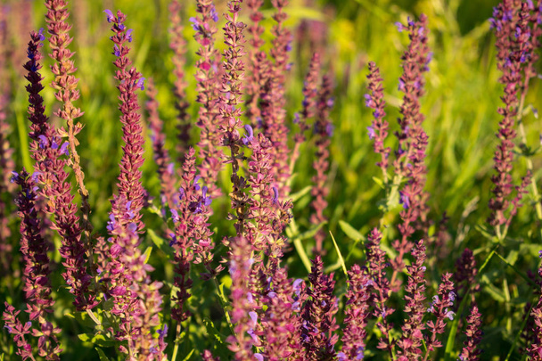ブルーミング ガーデン セージ (一般的なセージ料理セージ)、ヤクヨウ サルビア。新鮮な紫花のフィールド。ピンク夏草原セージ背景 - 写真・画像