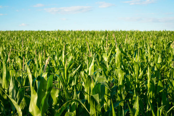 Ripening green corn in cornfield on the blue sky on a sunny day.  Ripening of corn in a rural plantation - Photo, Image