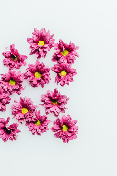 pohled shora z krásné růžové chrysanthemum květiny v mléce a na pozadí - Fotografie, Obrázek