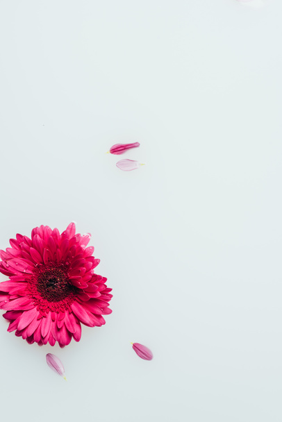 top view of beautiful pink gerbera flower and petals in milk - Foto, imagen