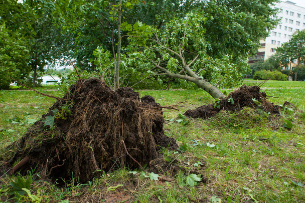 un árbol caído después del huracán
 - Foto, Imagen
