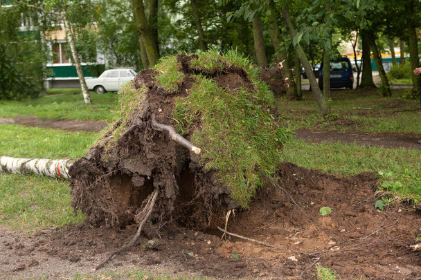 un albero caduto dopo l'uragano
 - Foto, immagini