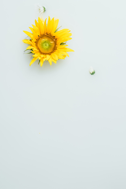 top view of yellow sunflower in milk backdrop - Фото, изображение