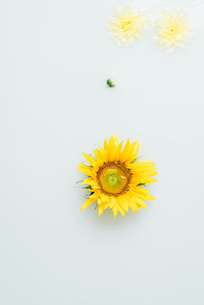 top view of yellow sunflower and chrysanthemum flowers in milk - Foto, Bild