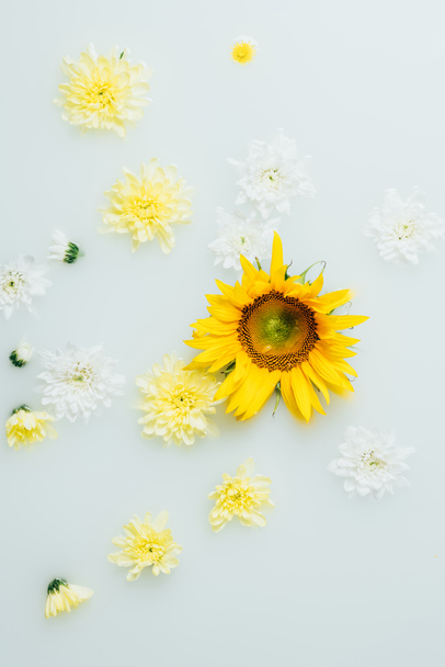 top view of yellow sunflower and chrysanthemum flowers in milk - 写真・画像