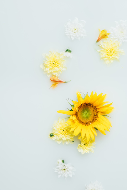 вид зверху на жовті квіти соняшнику та хризантеми в молоці
 - Фото, зображення
