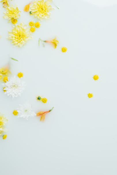 vista superior de flores de crisantemo amarillo y blanco en el fondo de la leche
 - Foto, Imagen