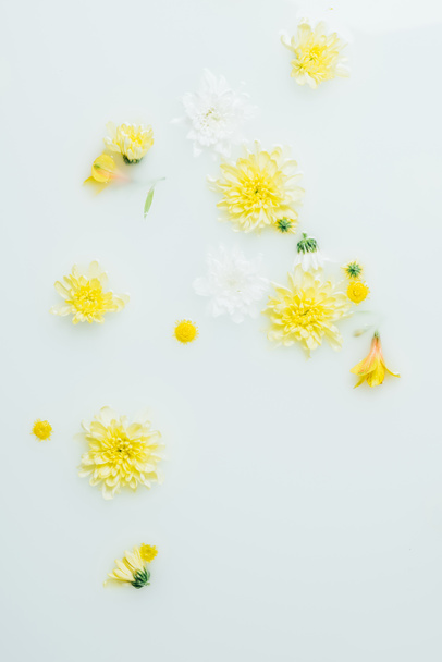 top view of yellow and white chrysanthemum flowers in milk backdrop - Foto, afbeelding