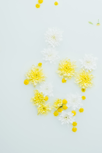 a sárga és fehér krizantém virág a tej hátteret felülnézet - Fotó, kép