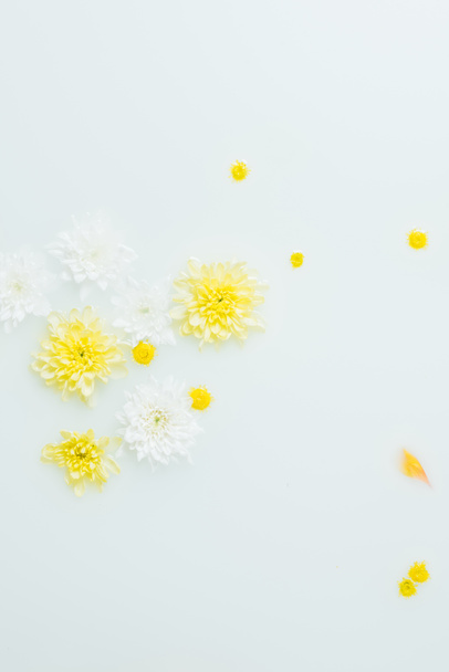 vista dall'alto dei fiori di crisantemo gialli e bianchi sullo sfondo del latte
 - Foto, immagini