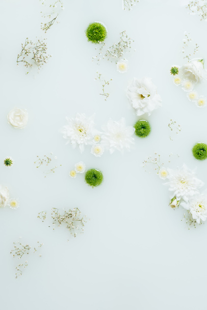 top view of beautiful white and green chrysanthemum flowers and gypsophila in milk - Photo, Image