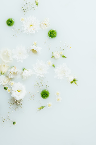 top view of beautiful white and green chrysanthemum flowers and gypsophila in milk - Foto, Imagen