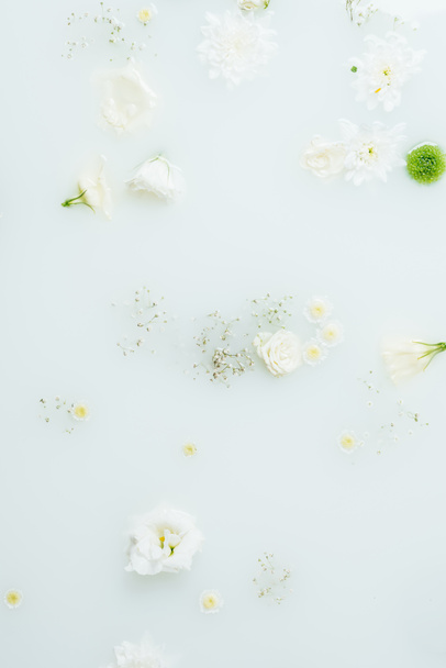 top view of beautiful white and green chrysanthemum flowers and gypsophila in milk - Фото, изображение