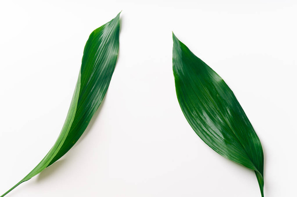 green palm leaves isolated on white background, close-up  - Фото, зображення