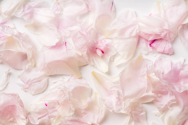 beautiful pink and white peony petals pattern, romantic concept  - 写真・画像