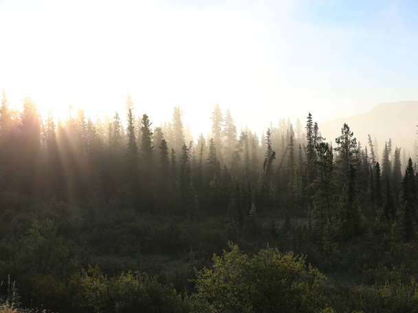 Bosque de tundra brumoso
 - Foto, Imagen