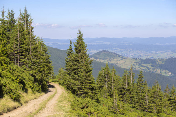 Green fir trees and a dirt road against the background of the Carpathian mountains in the summer , Transcarpathia, Ukraine - Photo, Image