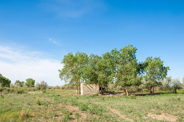 Λιβάδι, veldt, στέπα, veld. Άνοιξη Κεντρική Ασία. Καζαχστάν. turanga λεύκας. Ευφράτη λεύκας, εγκαταλείφθηκε καλύβες λάσπη - Φωτογραφία, εικόνα