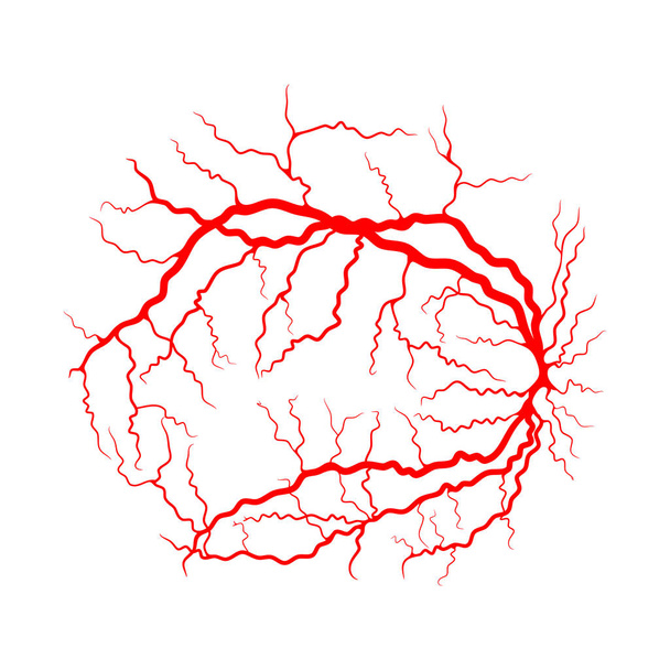 göz damar sistemi üzerinde beyaz izole ray anjiyografi vektör tasarımı x - Vektör, Görsel
