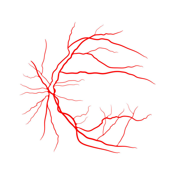 sistema delle vene oculari angiografia a raggi x disegno vettoriale isolato su bianco
 - Vettoriali, immagini