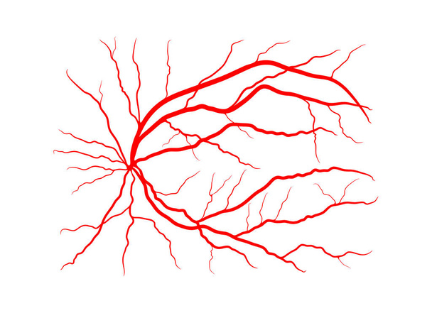 silmän laskimoon järjestelmä röntgenangiografia vektori suunnittelu eristetty valkoinen
 - Vektori, kuva