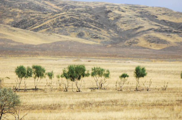 De steppe is woodless, arme in vocht en meestal plat met gras begroeide vegetatie in de zone van de droge klimaat. Prairie, veld, veldt - Foto, afbeelding