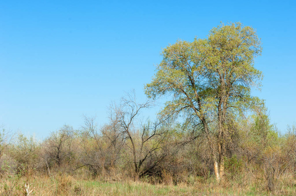 steppe, prairie, veldt, veld. Printemps Asie centrale. Kazakhstan. Peuplier turanga. Peuplier Euphrate
 - Photo, image