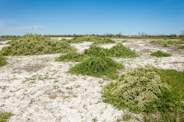Steppe saline soils. saline  salt  in salt.  steppe  prairie  veldt veld. Saline soils of the desert, salt lakes,.  lifeless scorched earth. bare steppe of Kazakhstan - Photo, Image