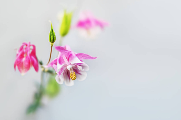 Weichzeichner-Bild von rosa Aquilegia-Blüten in einem Garten. gebräuchliche Namen: Omas Haube oder Kolumbine. Selektiver Fokus. geringe Schärfentiefe - Foto, Bild