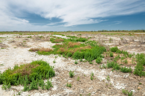 Steppe saline soils. saline  salt  in salt.  steppe  prairie  veldt veld. Saline soils of the desert, salt lakes,.  lifeless scorched earth. bare steppe of Kazakhstan - Photo, Image