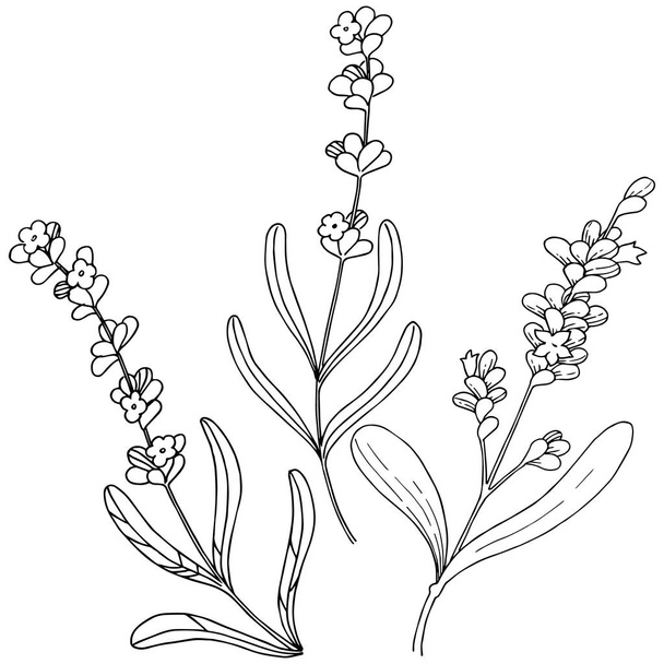 Fleur de lavande dans un style vectoriel isolé. Nom complet de la plante : lavande. Fleur vectorielle pour fond, texture, motif d'emballage, cadre ou bordure
. - Vecteur, image