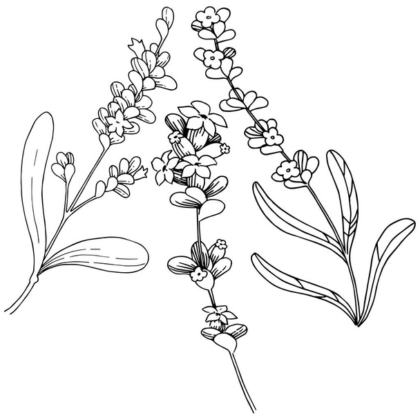 Лавандовый цветок в векторном стиле изолирован. Полное название растения: лаванда. Векторный цветок для фона, текстуры, обертки, рамки или каймы
. - Вектор,изображение